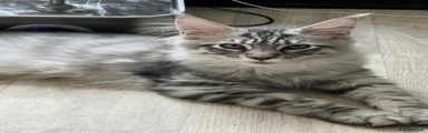 Maine Coon Kitten 4