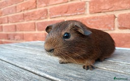 Guinea Pig rodents for sale: Gorgeous baby guinea pig brothers  - Image 5