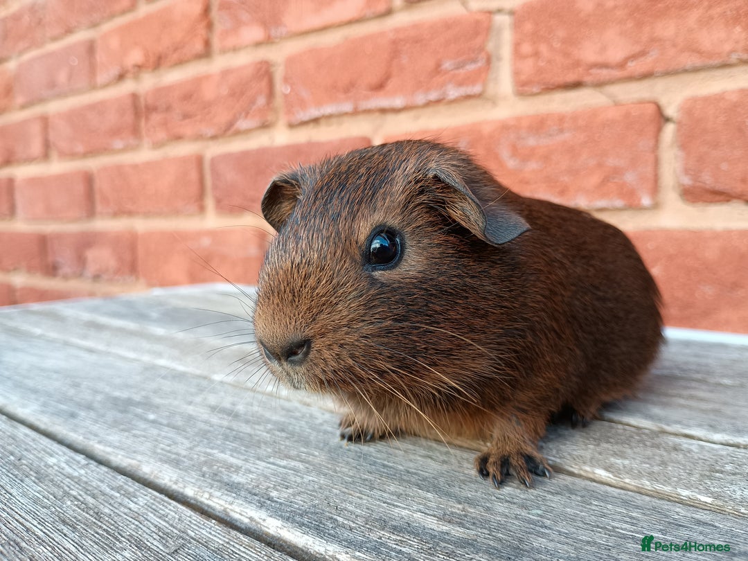 Guinea Pig rodents for sale: Gorgeous baby guinea pig brothers  - Image 5