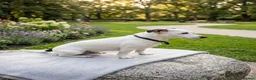 Jack Russell dogs for stud: JackRussell – 1.7 Old, Proven & Healthy - Advert 2