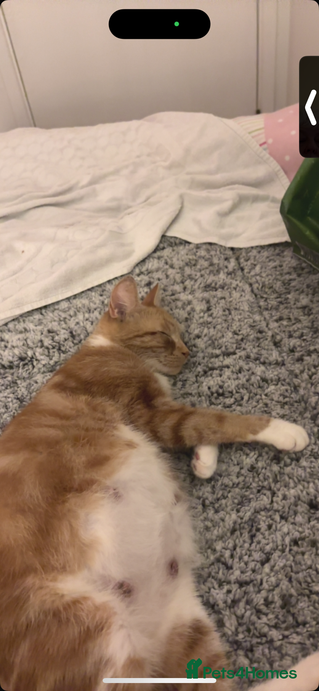 Domestic Shorthair cats for sale: 5 Gorgeous Kittens -  ready on the 7th January  - Advert 25