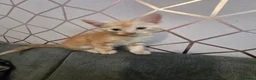 Mixed Breed cats for sale: 4 female kittens for sale in Caerphilly - Advert 9
