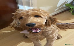 Cockapoo dogs for sale: Meet Zara – Your New Best Friend  - Image 1