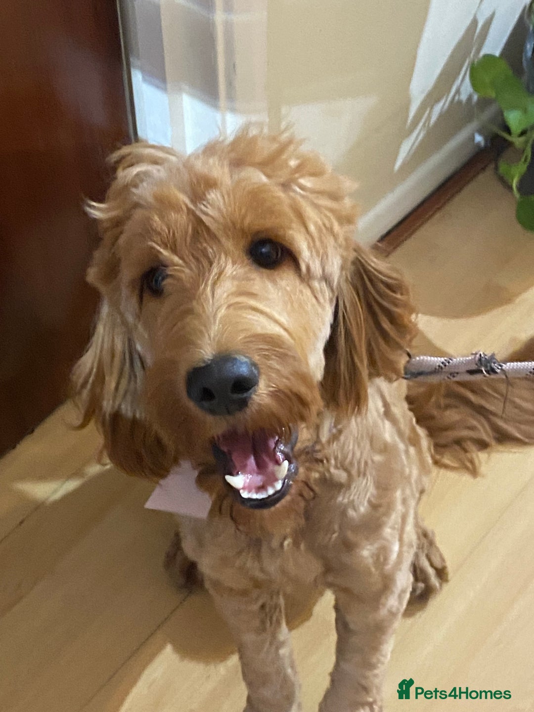 Cockapoo dogs for sale: Meet Zara – Your New Best Friend  - Image 1