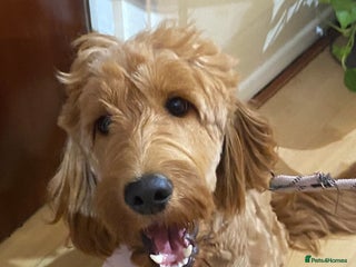 Cockapoo dogs - Advert 17