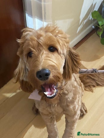 Cockapoo dogs - Advert 13