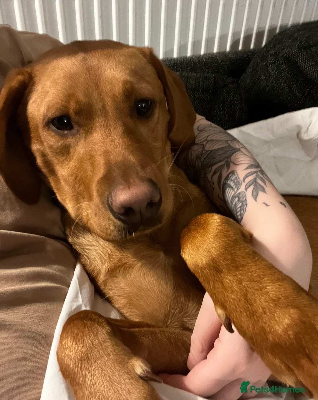 Labrador Retriever dogs for sale: Male 3y/o red fox Labrador for rehoming  - Advert 19