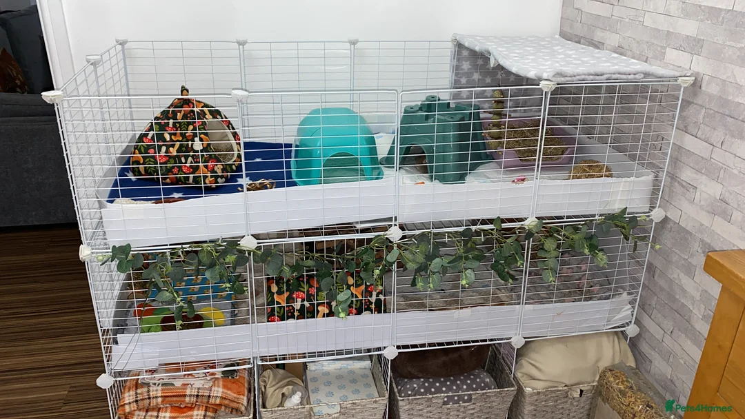 Guinea Pig rodents for sale: C&C cage and Guinea pigs - Advert 1