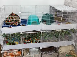 Guinea Pig rodents C&C cage and Guinea pigs - Advert 1
