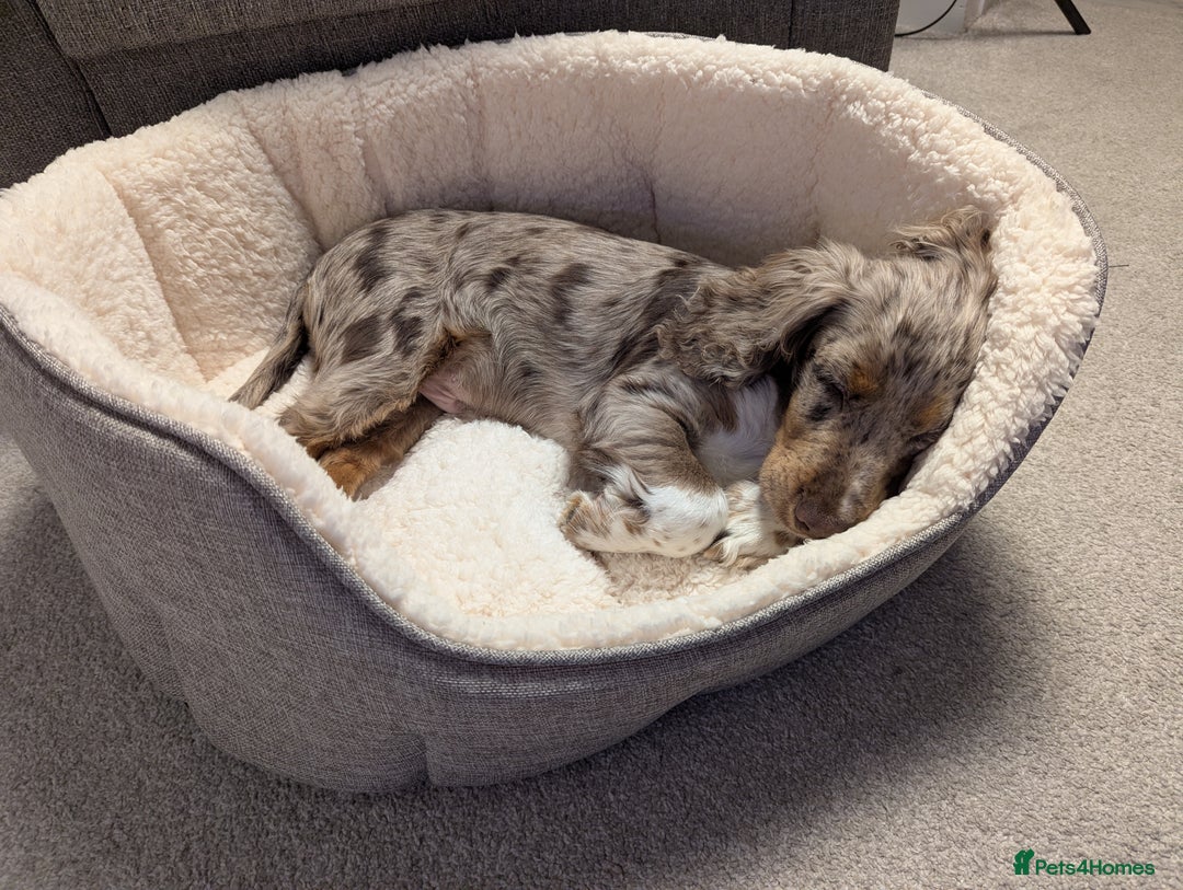 Cocker Spaniel dogs for sale: Cute 5 Month Old Puppy Looking for a Forever Home - Advert 4