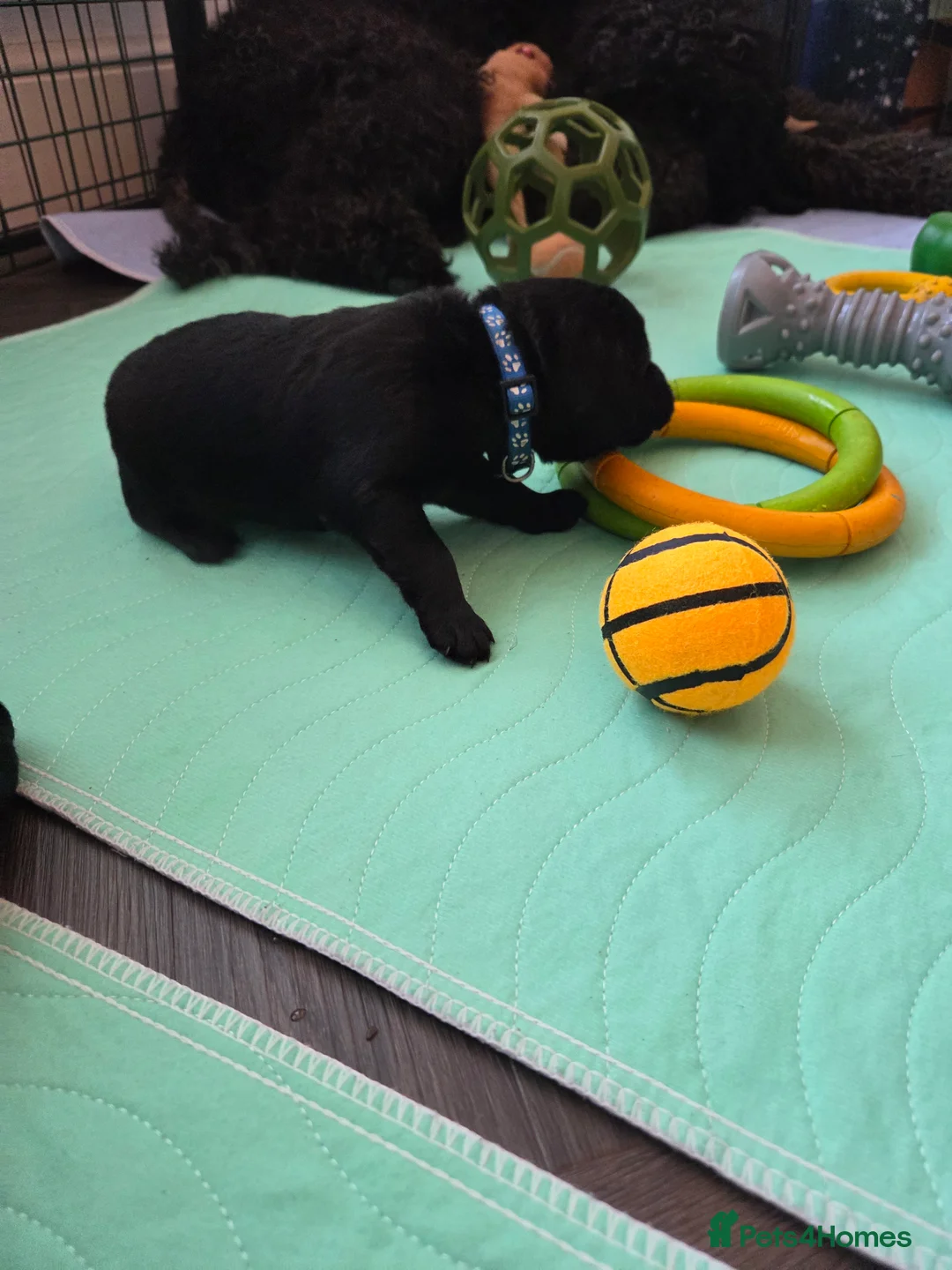 Labradoodle dogs for sale: Labrodoodle Puppies - Advert 41