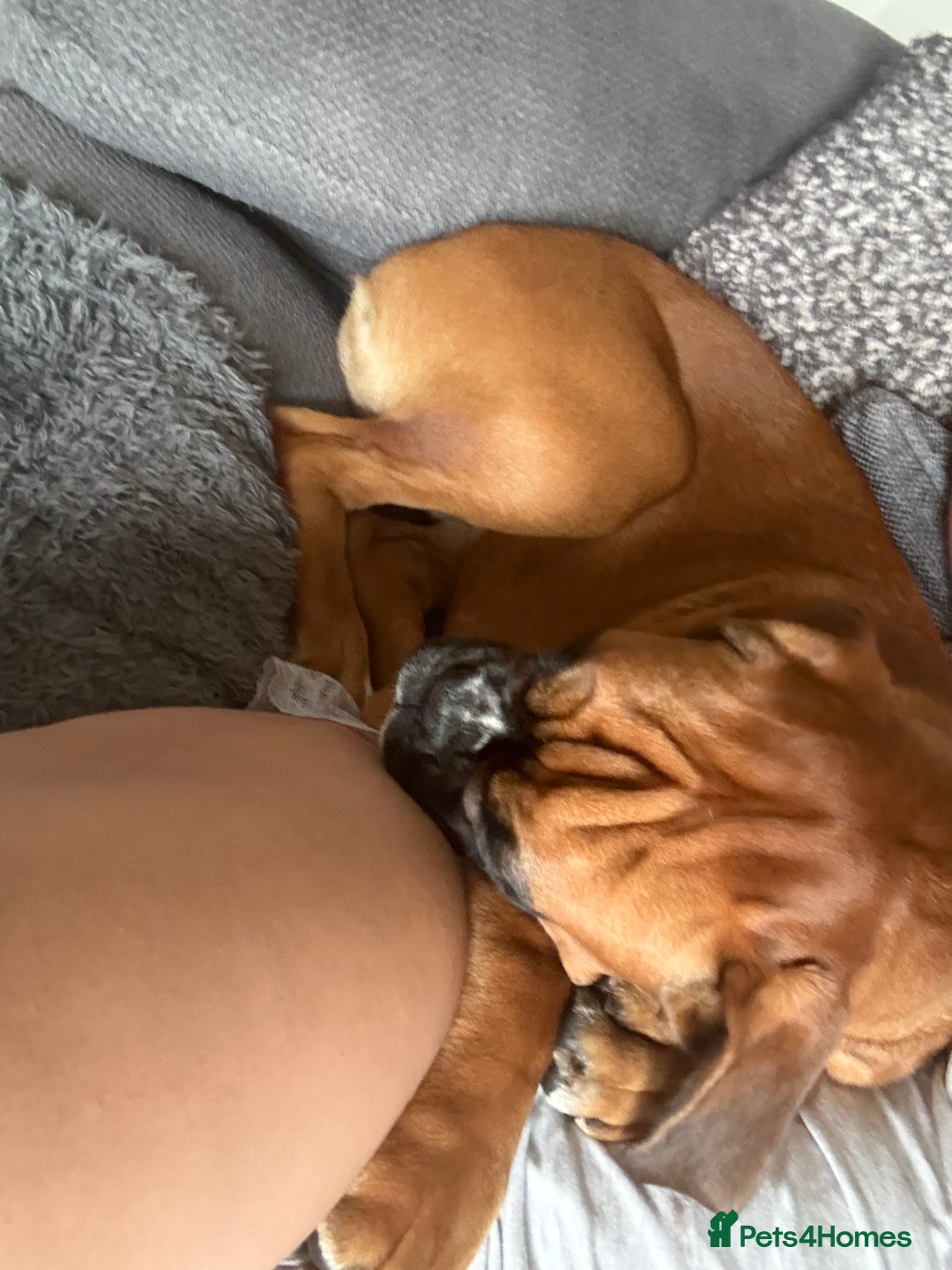 Boxer dogs for sale: Much loved 8 month old  - Image 5