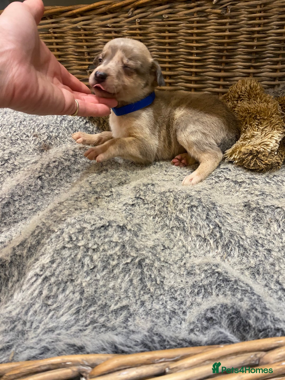 Mixed Breed dogs for sale: Beautiful merle whippet x collie puppies  - Advert 19