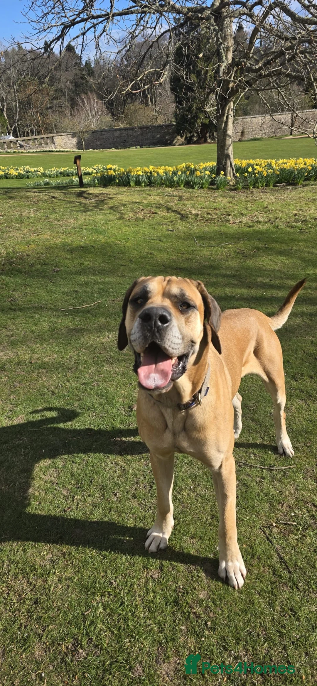 Mixed Breed dogs for sale: Great dane x mastiff - Advert 3