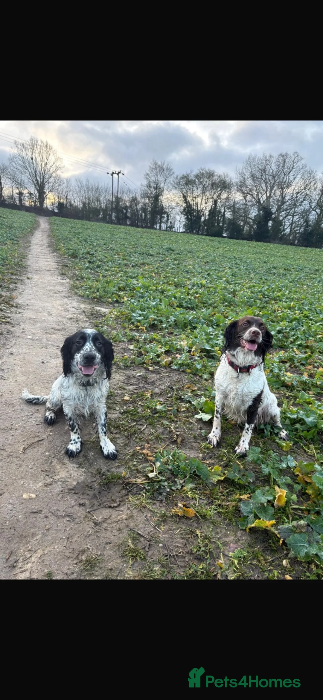Sprocker dogs for sale: A fine litter of sprocker puppy’s  in Sudbury - Advert 2