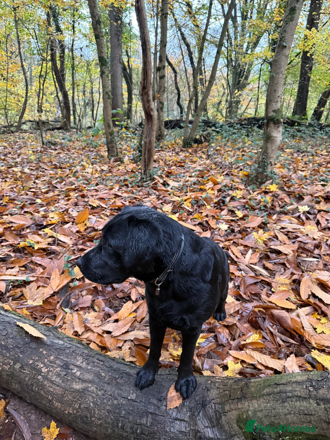 Labrador Retriever dogs for sale: Kc Labrador girl  - Advert 4