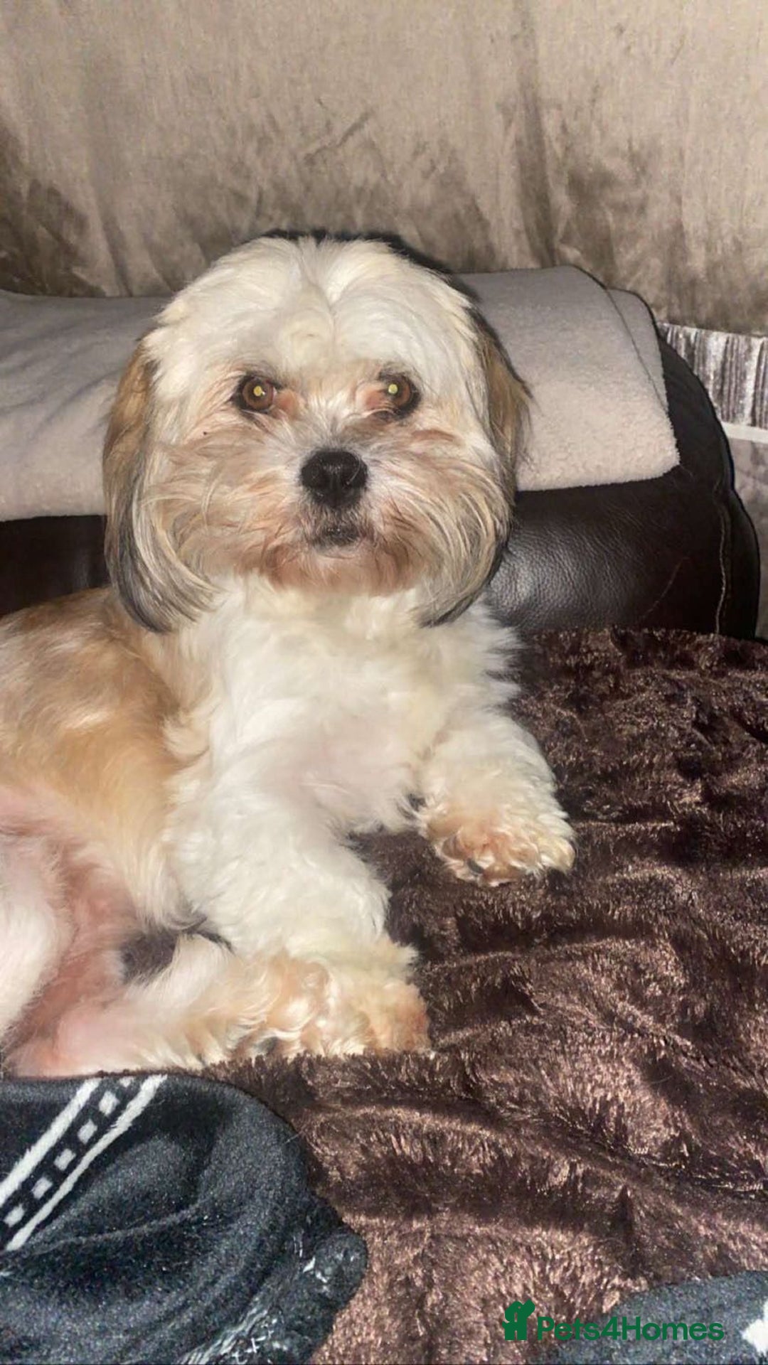 Mixed Breed dogs for sale: Puppies  - Image 7