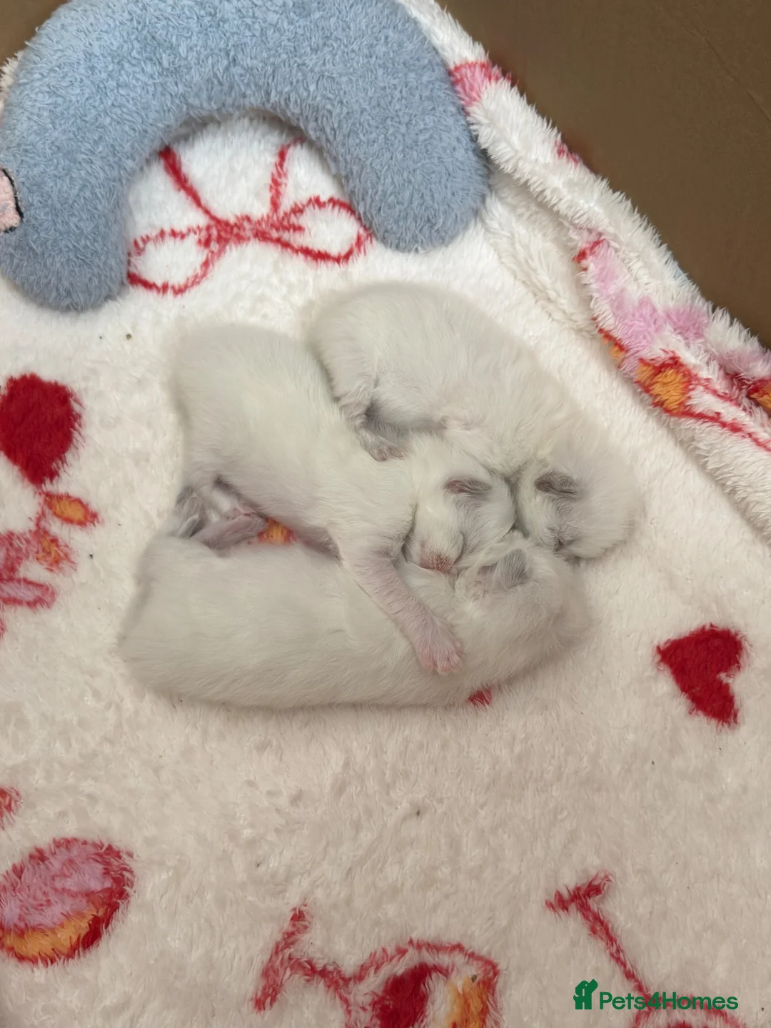 Ragdoll cats for sale: Beautiful fluffy chunky Ragdoll kittens - Advert 9