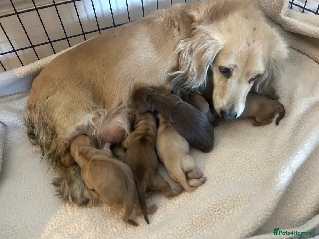 Dachshund dogs for sale: Beautiful long and smooth haired dachshunds in Southampton - Advert 2