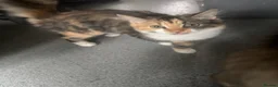 Bengal cats for sale: Bengal female kitten  - Advert 4