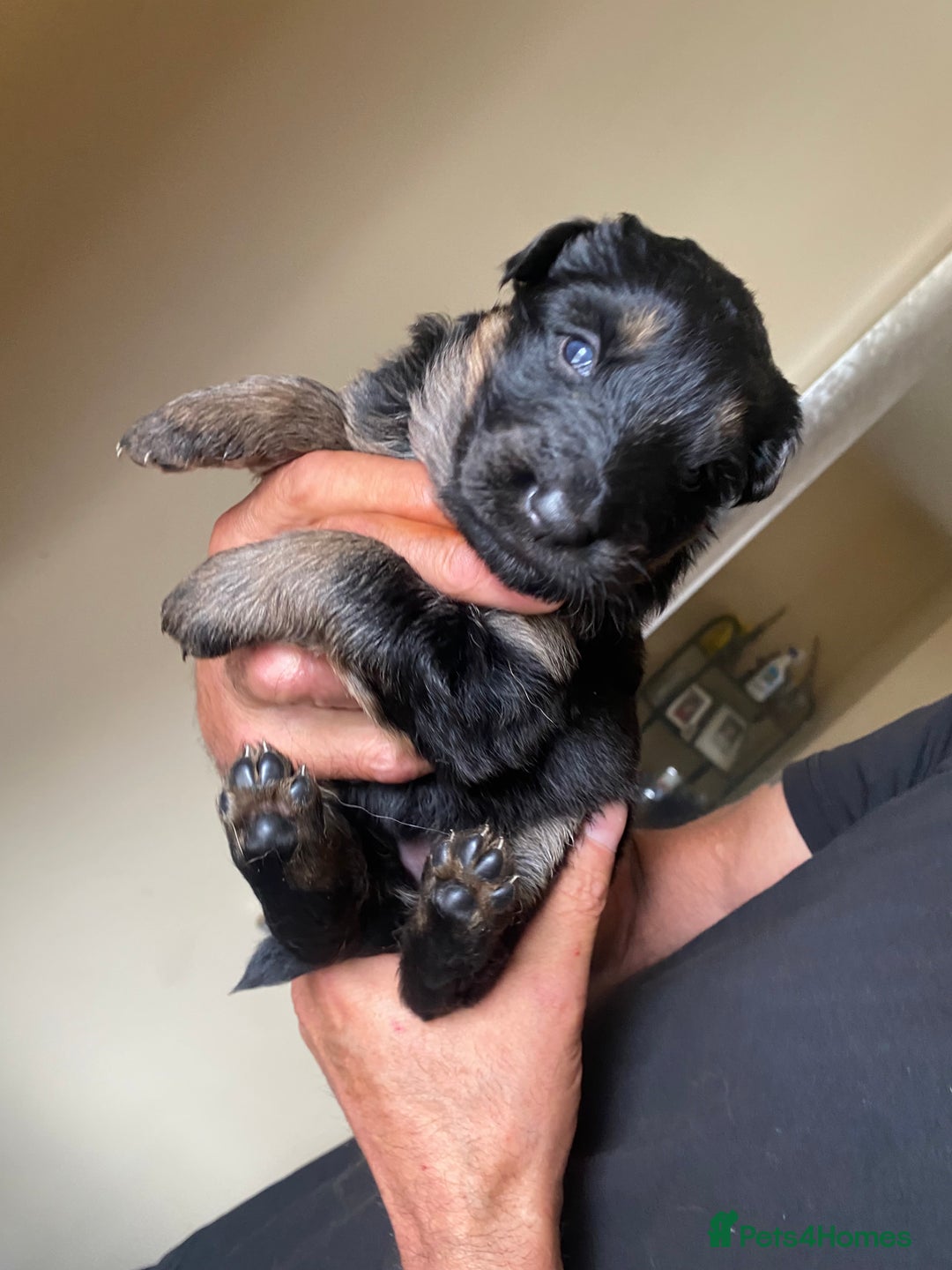 German Shepherd dogs for sale: beautiful long haired working german shepards - Image 10
