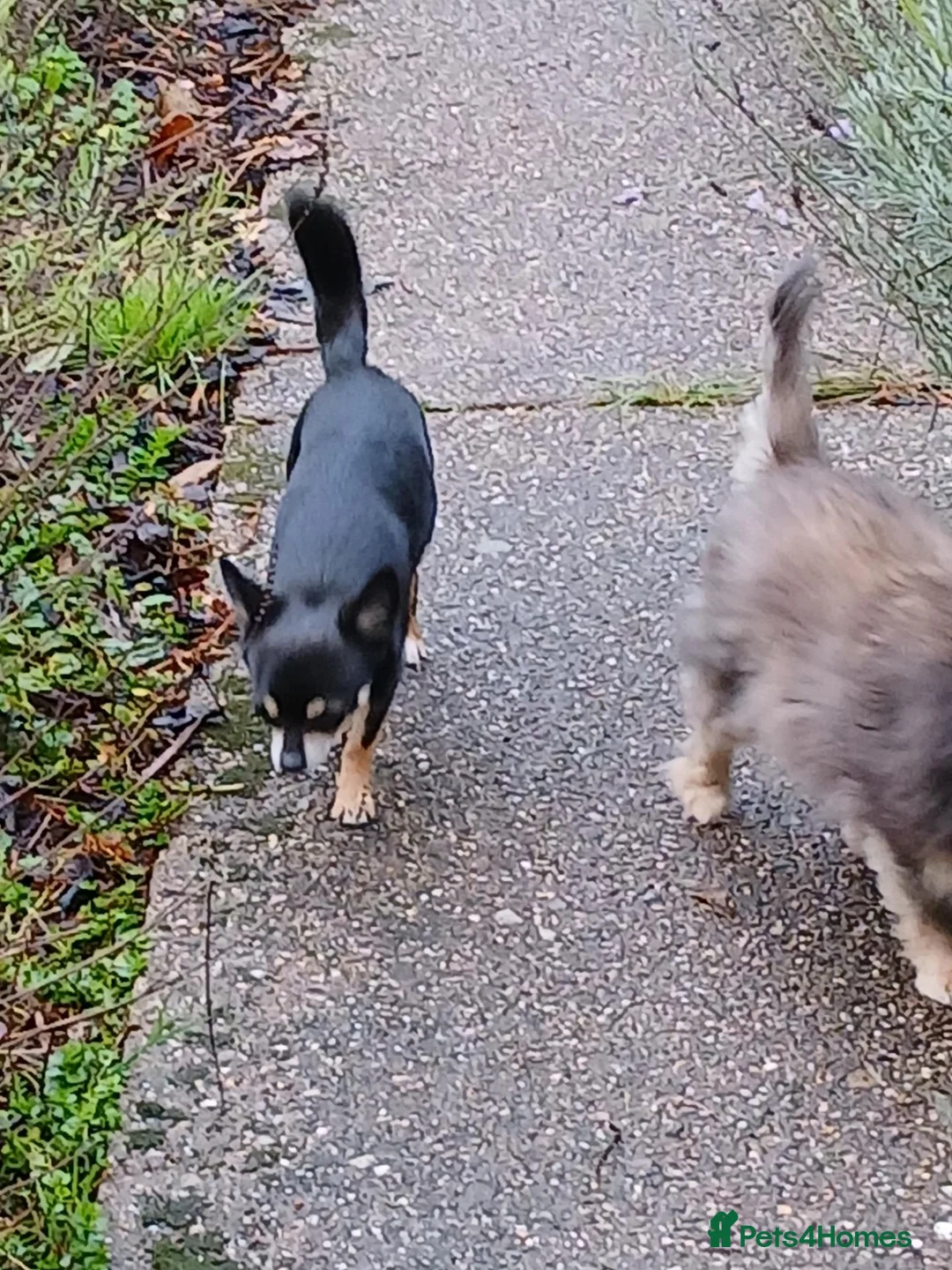 Chihuahua dogs for stud: Dog for stud - Advert 1