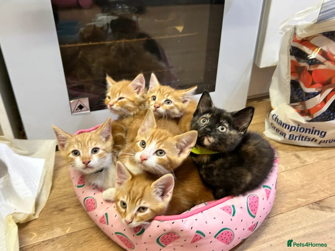 Mixed Breed cats for sale: Beautiful Ginger & Tortoiseshell Kittens in Faringdon - Advert 40