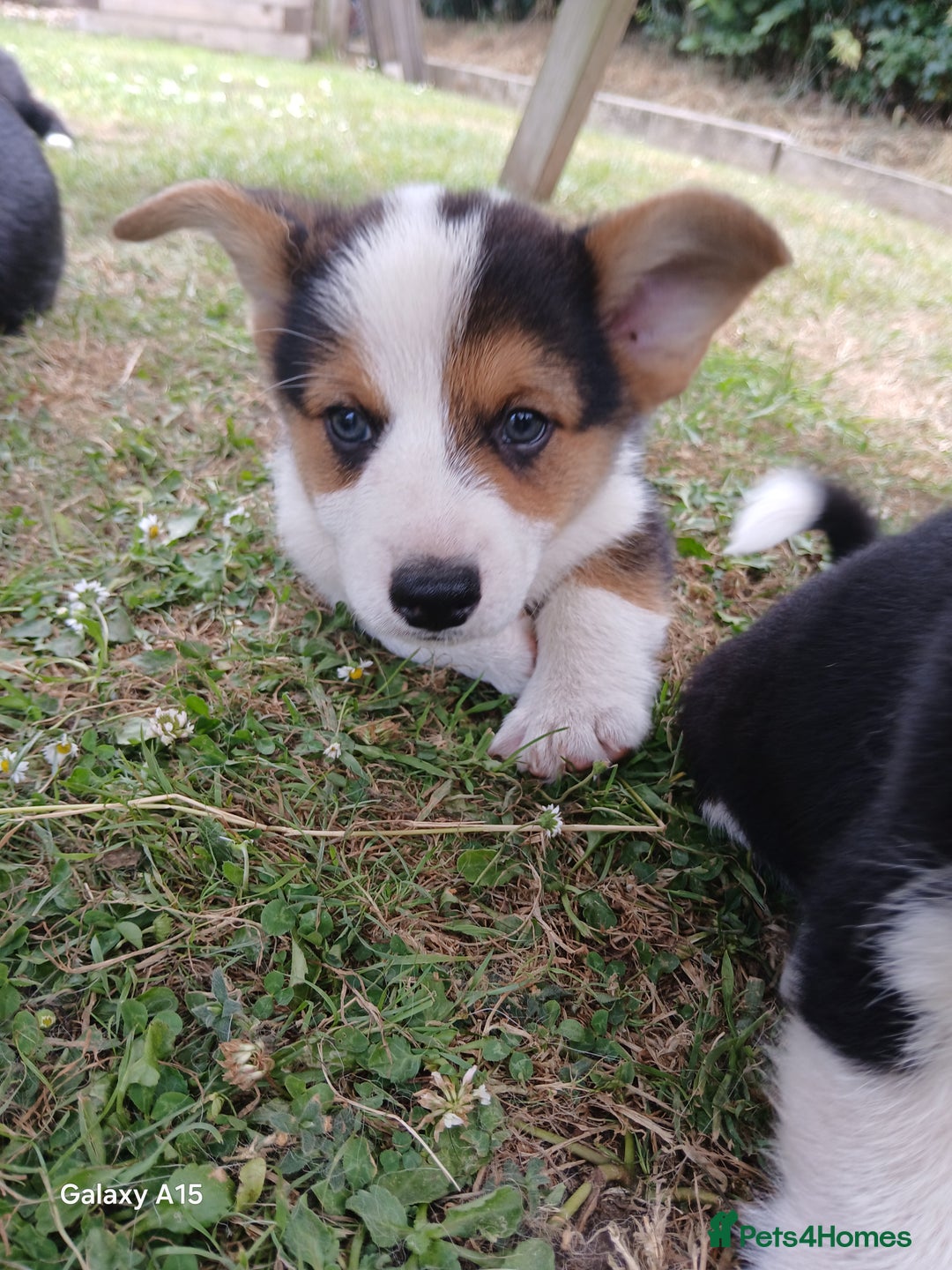 Welsh Corgi Pembroke dogs for sale: Pembroke corgi puppies  in Sturminster Newton - Image 2