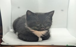 Mixed Breed cats for sale: Beautiful mix breed kittens  - Image 10