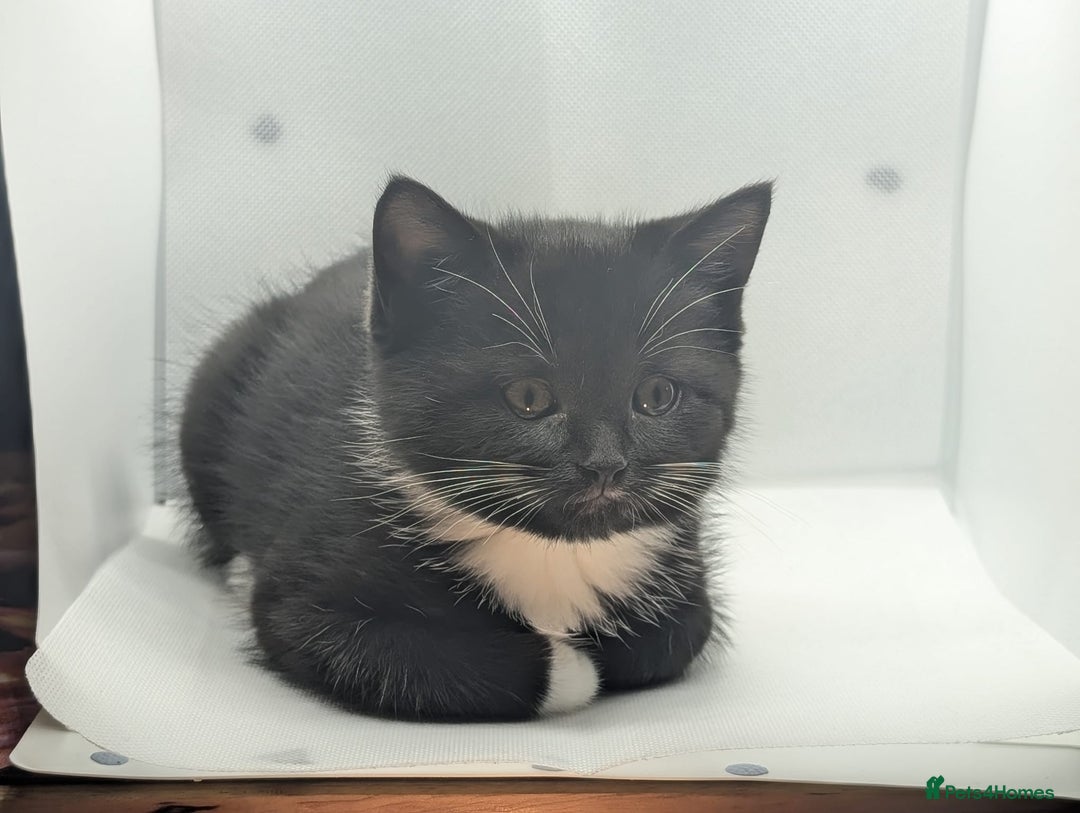 Mixed Breed cats for sale: Beautiful mix breed kittens  - Image 10