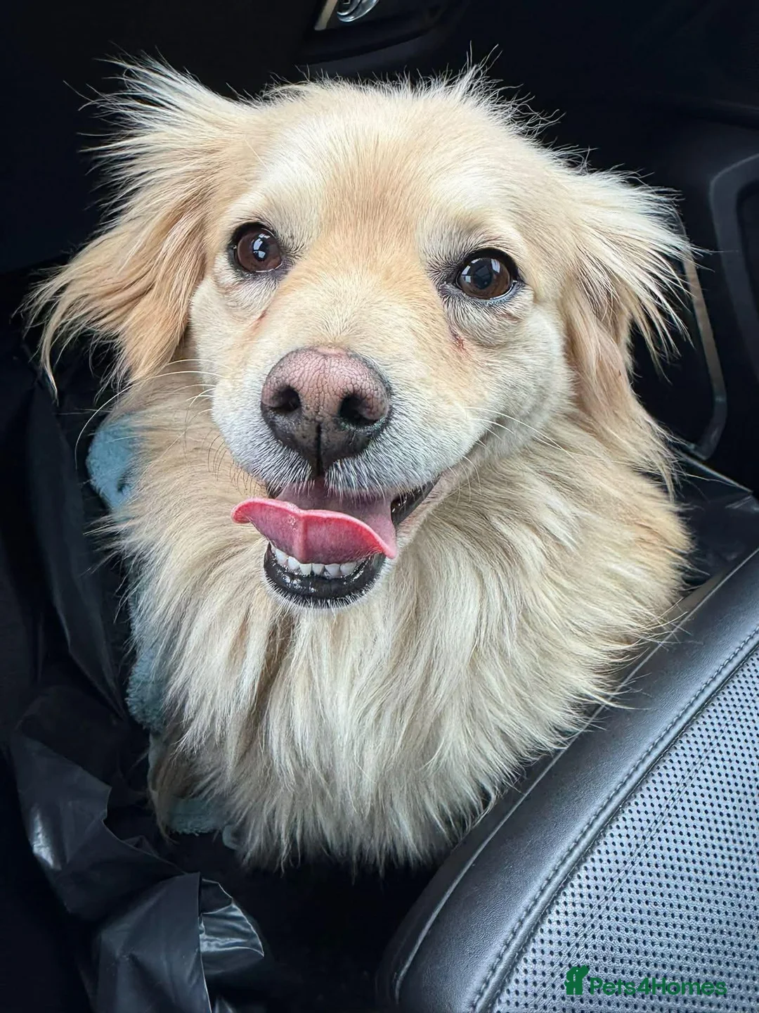 Mixed Breed dogs for adoption: Lily - Norwich Norfolk  - Advert 2