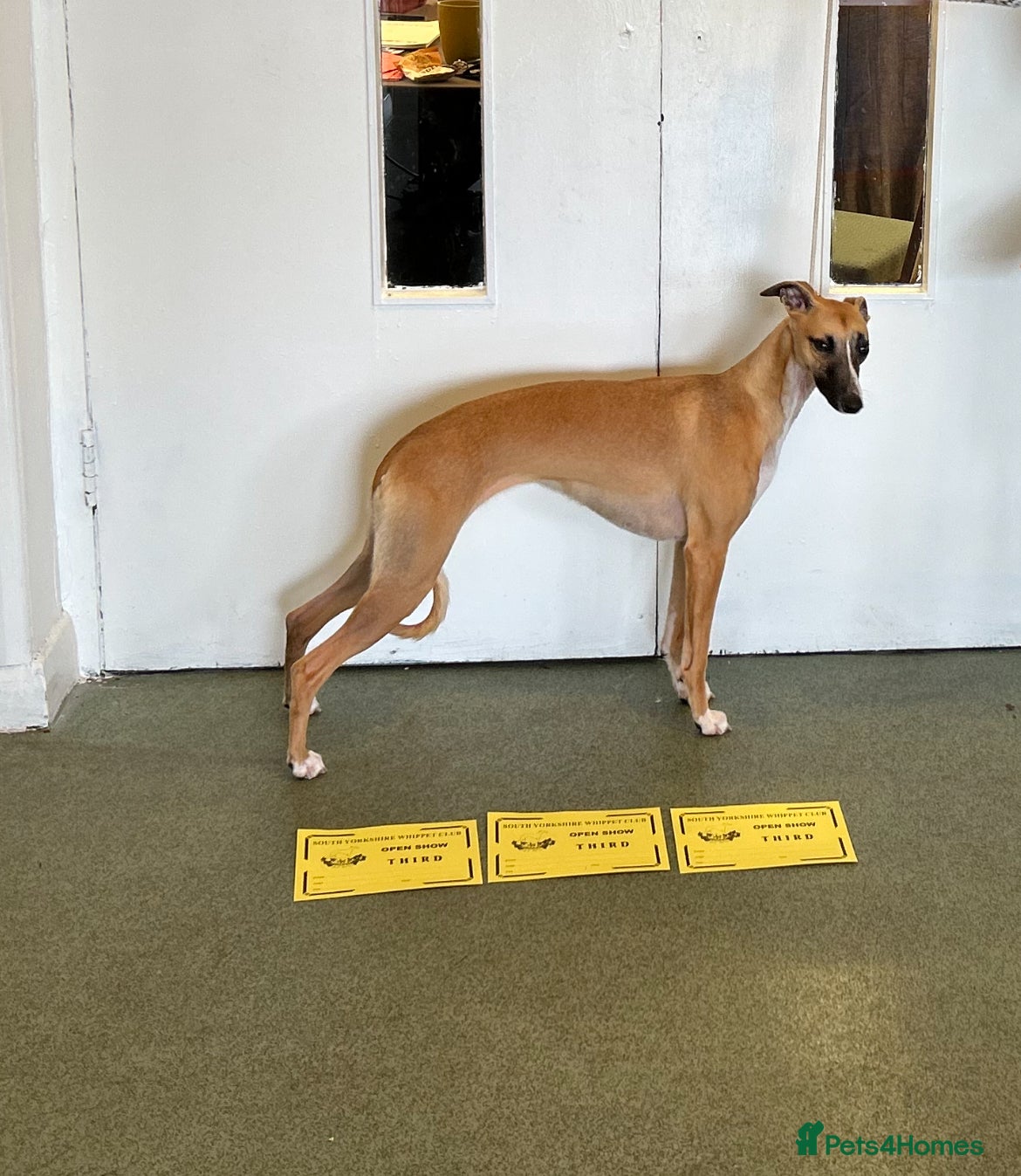 Whippet dogs 📣 Outstanding Show & Racing Lines - Advert 5