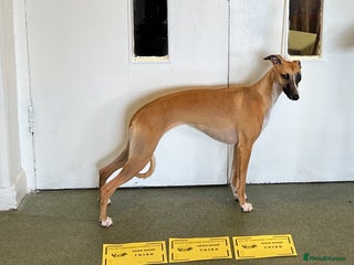 Whippet dogs 📣 Outstanding Show & Racing Lines - Advert 3