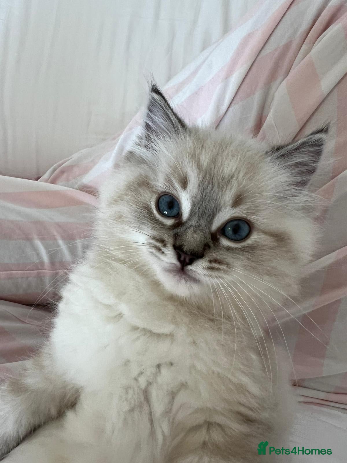 Ragdoll cats Ragdoll female kitten for sale  - Advert 1
