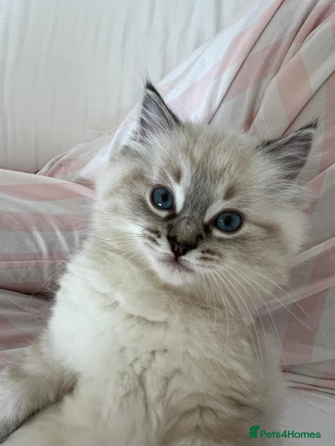 Ragdoll cats for sale: Ragdoll female kitten for sale  in Oldham - Advert 1