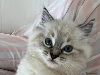 Ragdoll cats Ragdoll female kitten for sale - Advert 1