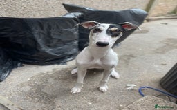 Mixed Breed dogs for sale: Flash  - Image 7