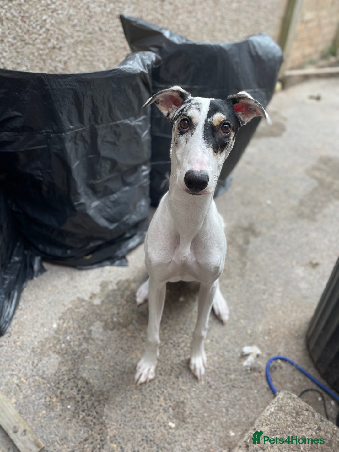 Mixed Breed dogs for sale: Flash  - Image 7