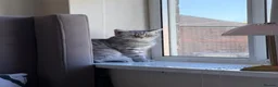 British Shorthair cats for sale: Female British shorthair  - Advert 4