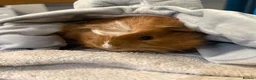 Guinea Pig rodents for sale: Guinea pigs  in Stoke-on-Trent - Advert 11