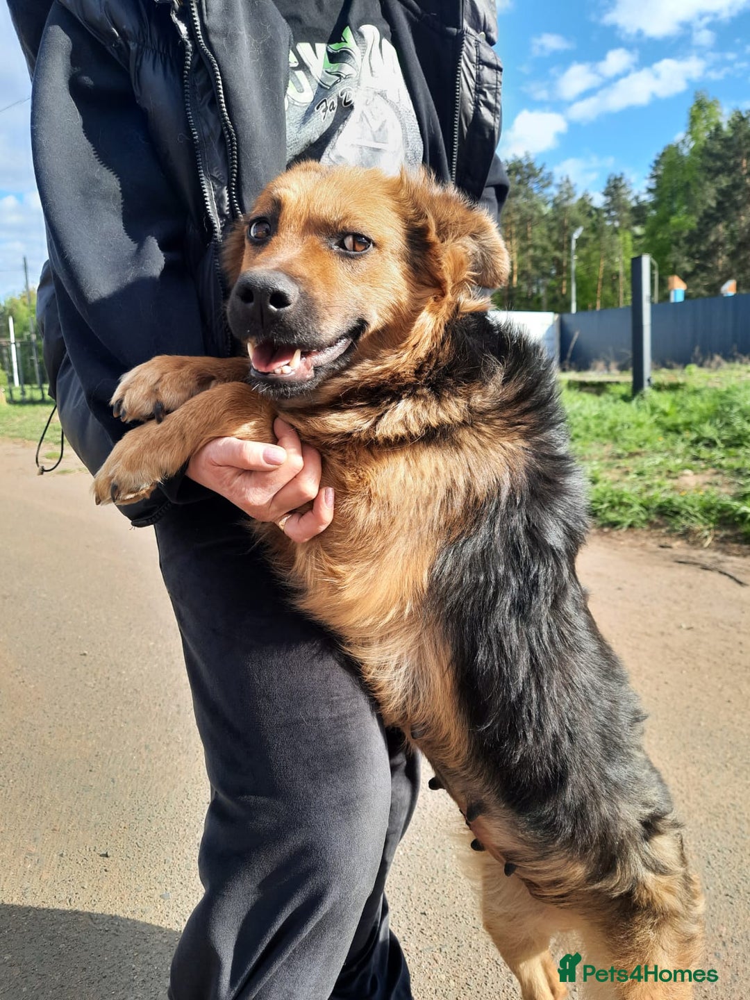 Mixed Breed dogs for adoption: 💖🐶 CHIKA 🐶💖 - Image 9