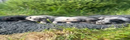 French Bulldog dogs for sale: Fluffy French bulldog puppies 🐕 in Winscombe - Advert 25