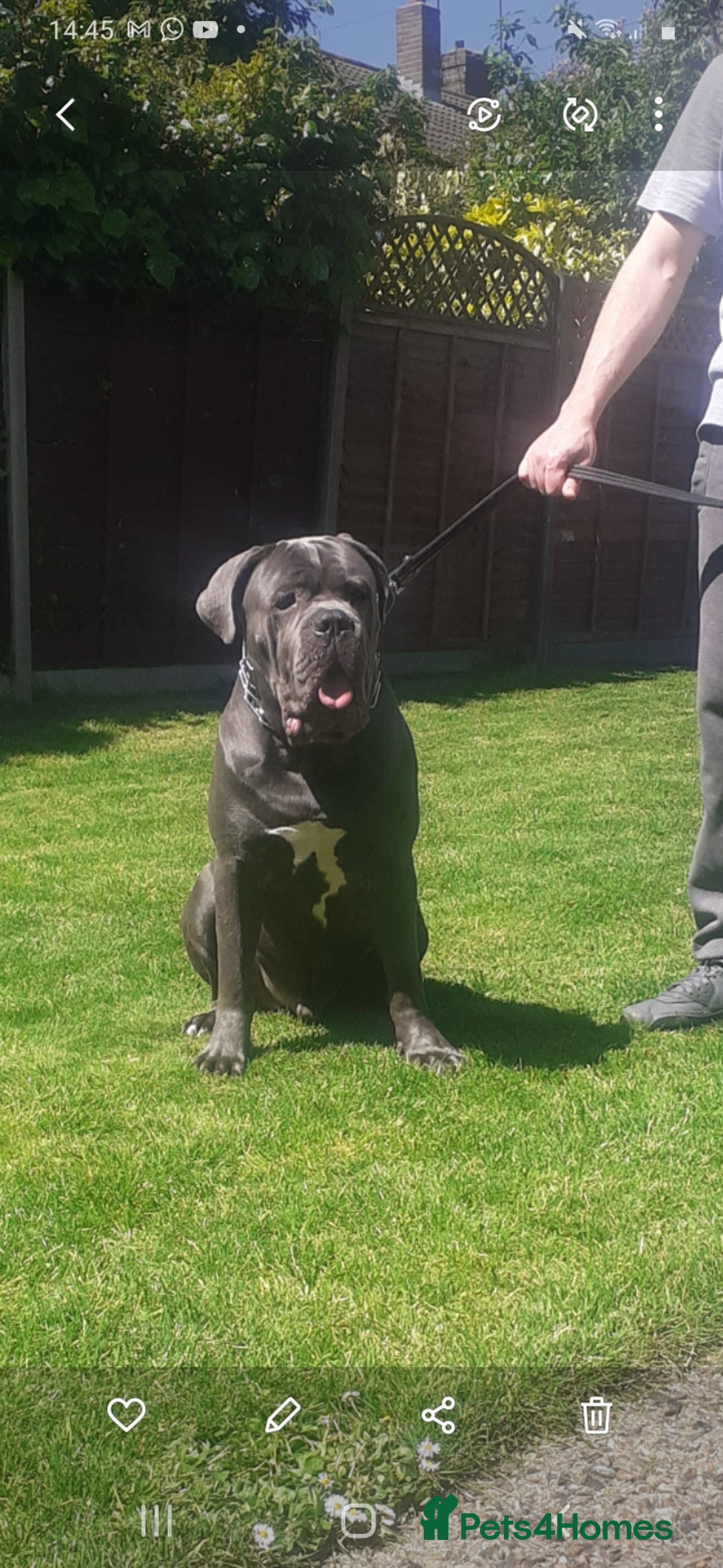 Cane Corso dogs for stud: BLUE CANE CORSO STUD  in Waltham Cross - Image 12