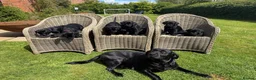 Labrador Retriever dogs for stud: Jake for stud only in Winsford - Advert 5