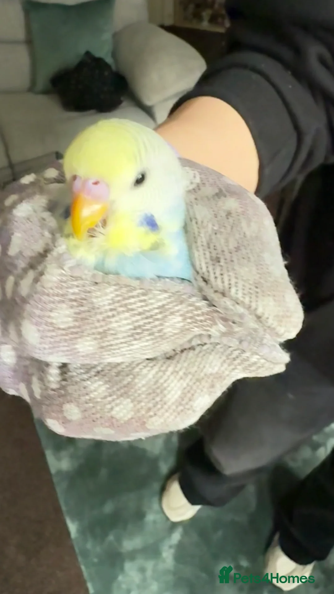 Budgerigars birds for sale: budgies - Advert 2