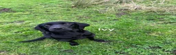 Labrador Retriever dogs for sale: Kc working Labrador puppies  in Downham Market - Advert 2