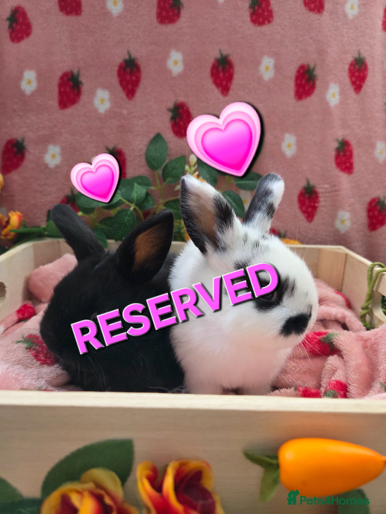 Mini Lop rabbits ☆8weeks old☆ chunky mini lop Does ☆ Last 2 left  - Advert 2