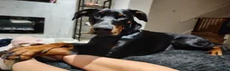 Dobermann dogs for sale: 4 year old male Doberman - Travis - Advert 37