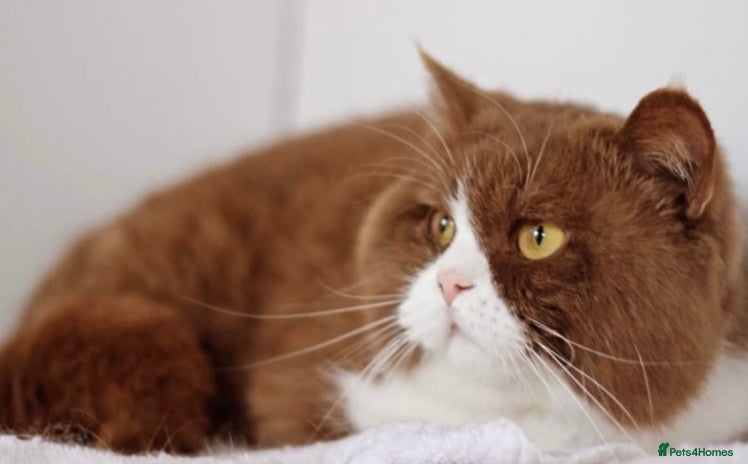 British Shorthair cats - Advert 17