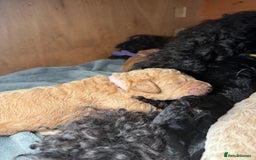 Goldendoodle dogs for sale: Beautiful Rainbow Litter of Goldendoodles - Advert 11